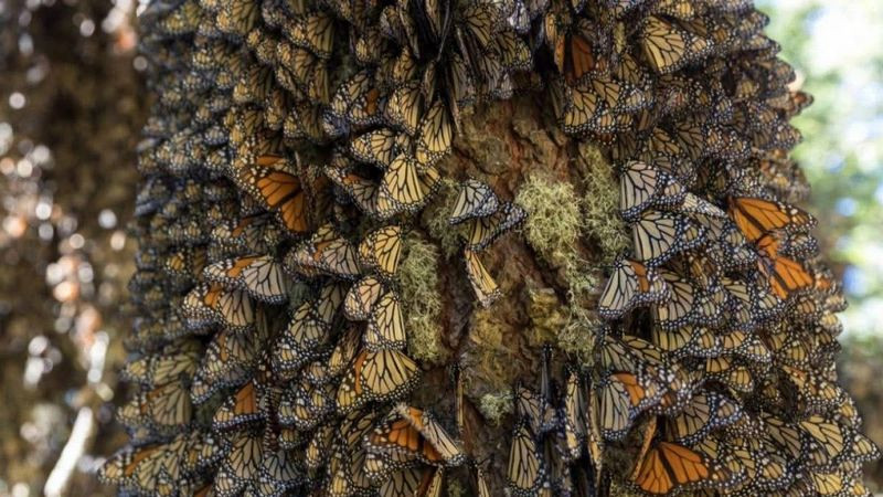 Vota por la Mariposa Monarca en los premios Lo Mejor de México 