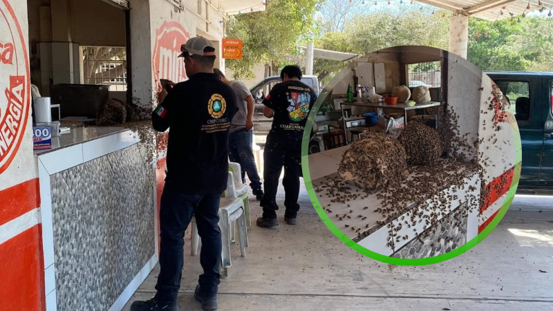 Enjambre de abejas causa zozobra en Coahuayana, Michoacán  