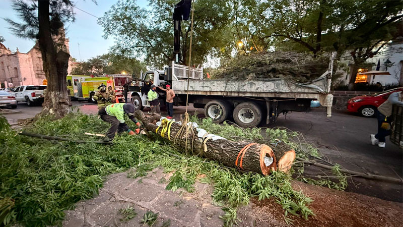 Traslada el Gobierno de Morelia de manera segura dos colmenas de abejas 