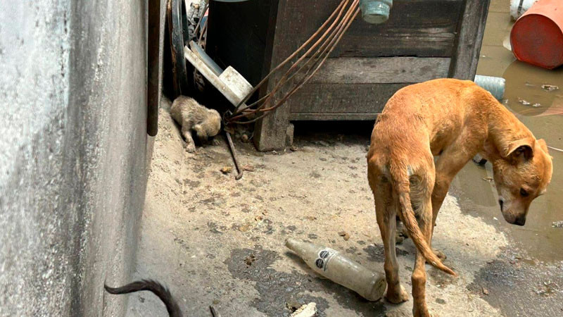 Salvaguardan integridad de animales de compañía en situación de riesgo  