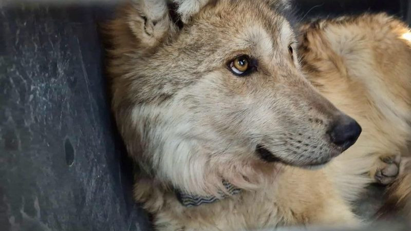 Liberan cuatro ejemplares de lobo mexicano en la Sierra Madre Occidental 