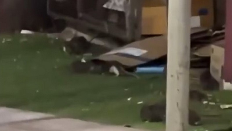 Video exhibe plaga de ratas en hospital del ISSSTE en Culiacán, Sinaloa 