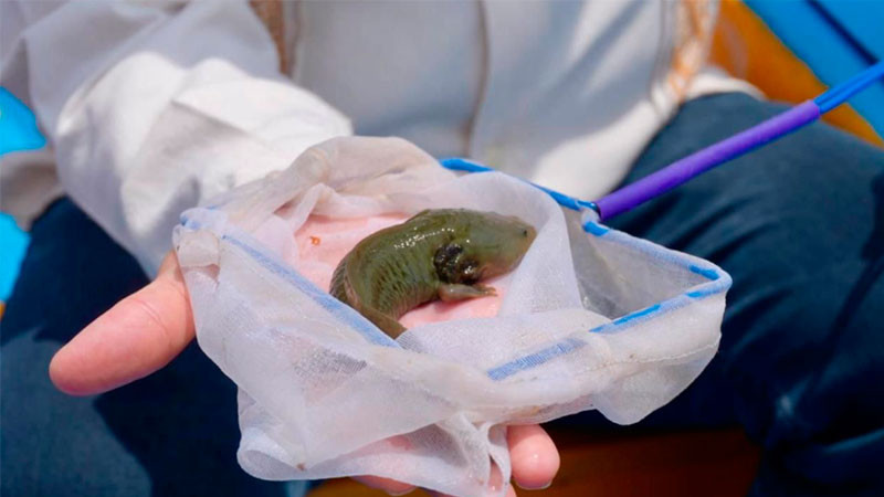 Gobierno de Michoacán siembra mil ejemplares de achoque en el lago de Pátzcuaro 