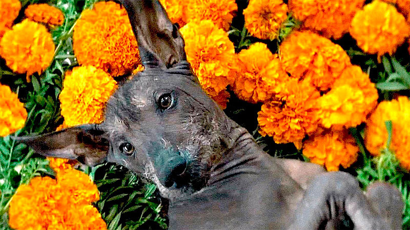 Aprueban diputados instaurar el 27 de octubre como el “Día Nacional del Xoloitzcuintle” 