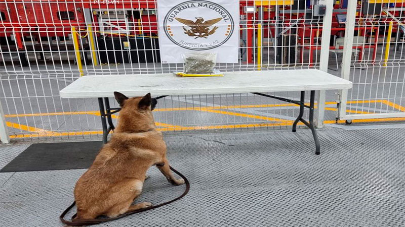 Estupefacientes enviados por paquetería, lo que más identifica la GN en los aeropuertos 