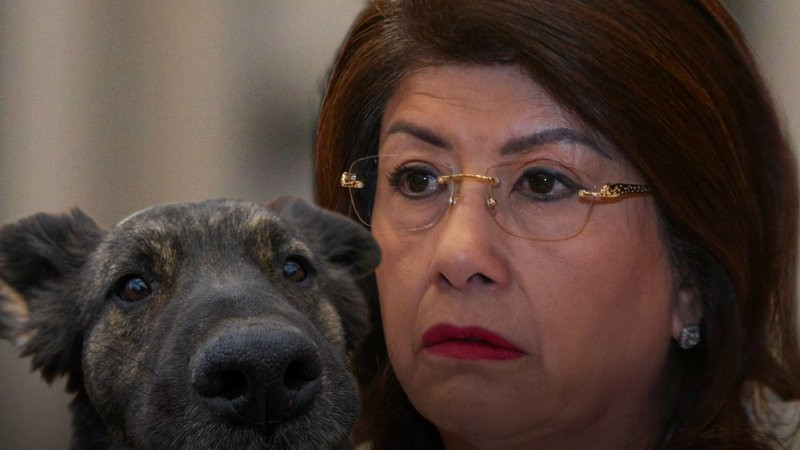 Denuncian sacrificio masivo de perritos en Tecámac durante gestión de la morenista Mariela Gutiérrez, la del reloj de los 400 mil pesos 