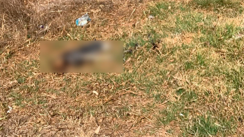 Denuncian presunto envenenamiento de perros en Erongarícuaro; piden intervención de la FGE de Michoacán