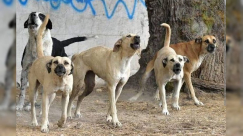 Investiga Fiscalía Michoacán presunto envenenamiento masivo de perros en Erongarícuaro 