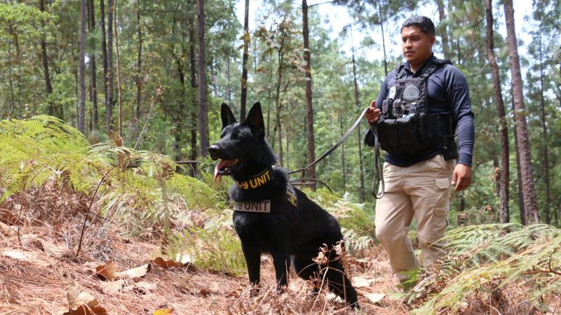 Tras denuncia de ambientalistas, la FGE despliega operativo terrestre y aéreo en Villa Madero, Michoacán