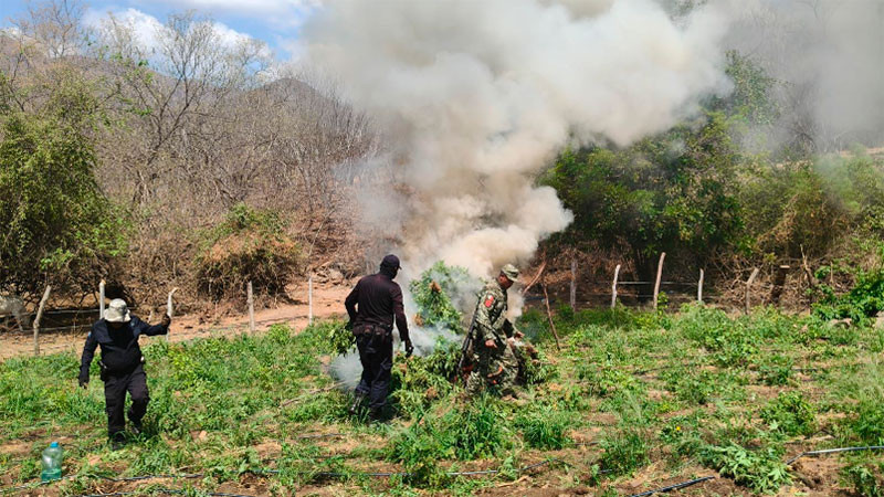 Incineran un sembradío de hierba verde en Huetamo, Michoacán  
