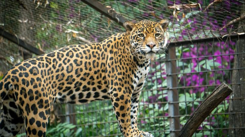 Busca Zoológico de Morelia reproducción de jaguares bajo cuidado humano 