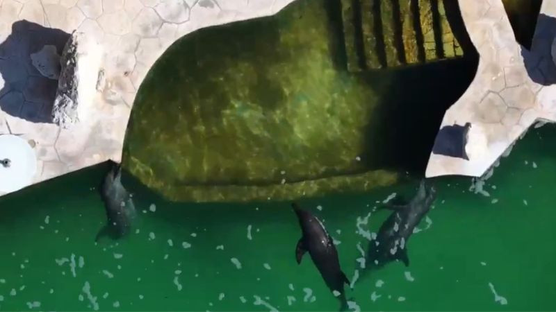 Denuncian abandono de delfines en parque clausurado de Cancún 