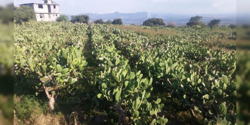 Morelia destaca por su vocación agropecuaria 