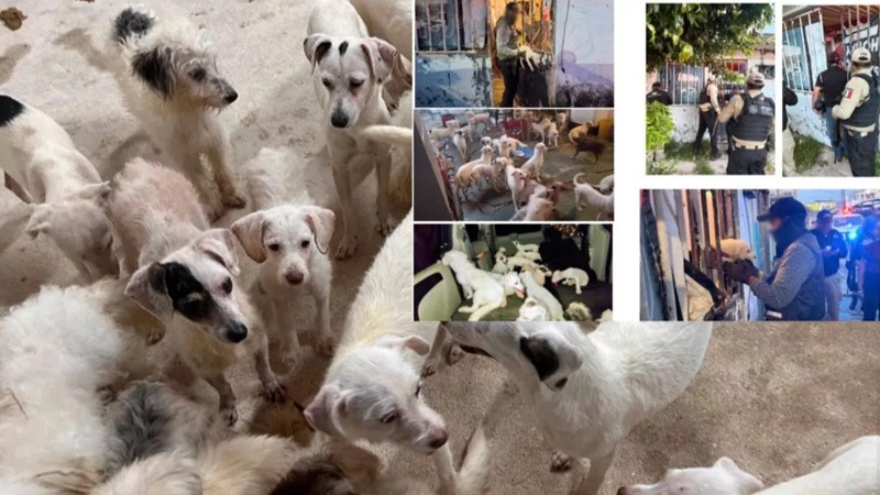 Rescatan a 42 perritos en condiciones de maltrato durante cateo en Coatzacoalcos, Veracruz 