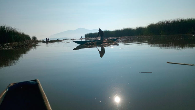 El lago de Pátzcuaro recobra vida; en 2026 se han descubierto 18 manantiales 