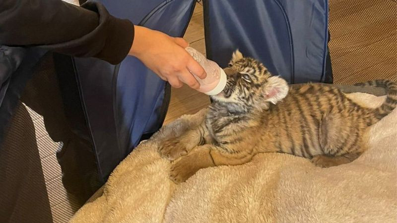Tras reporte al 911, resguardan a cachorrita de tigre de Bengala 