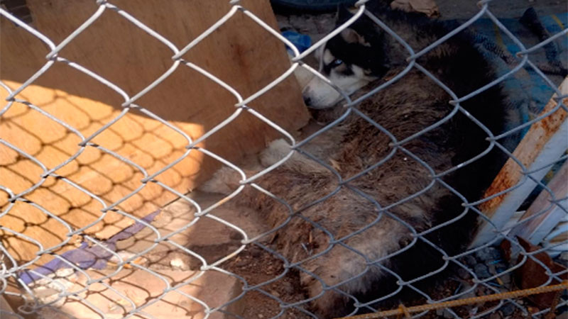 Rescata la FGE de Michoacán un husky, víctima de maltrato animal en la colonia Villas de la Loma de Morelia 