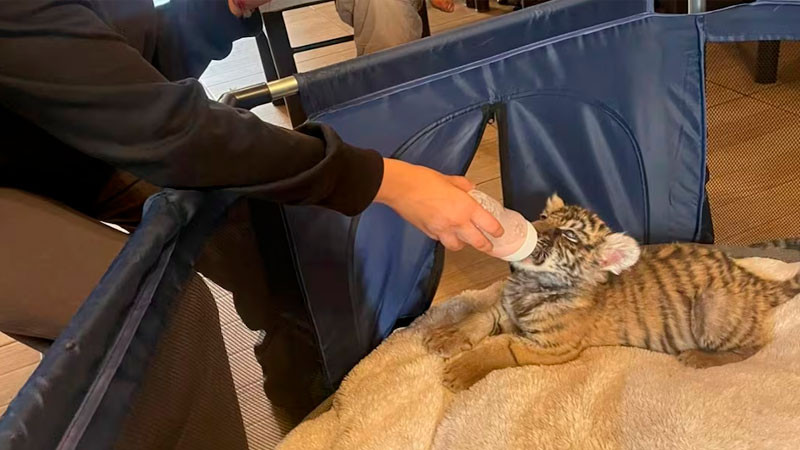 Rescatan a cachorro de tigre de bengala en alcaldía Xochimilco 