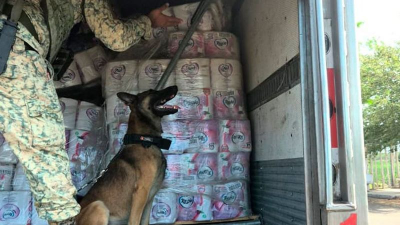 Aseguran más de 60 kilos de estupefaciente en carretera de Colima; hay cuatro detenidos 