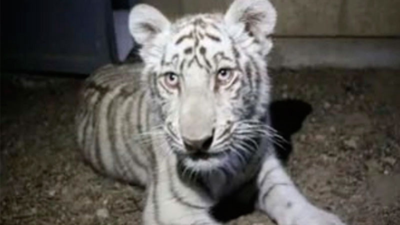 Encuentran tigre cachorro mientras deambulaba por calles de un fraccionamiento en Tlajomulco de Zúñiga, Jalisco 