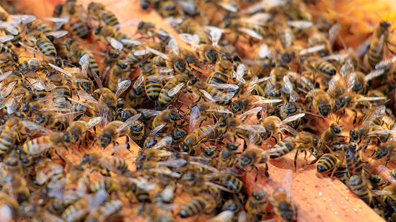 Hombre fallece tras ser atacado por un enjambre de abejas en Marín, Nuevo León  