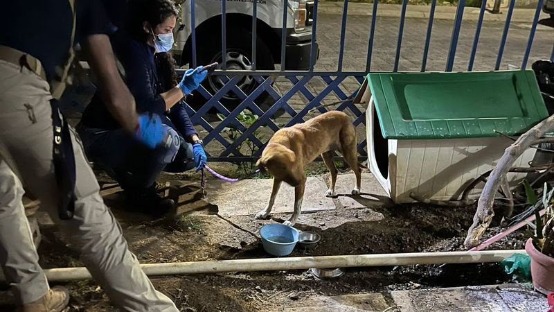 Rescatan a dos perritos en condiciones de maltrato tras cateo en Villas del Pedregal, Morelia 