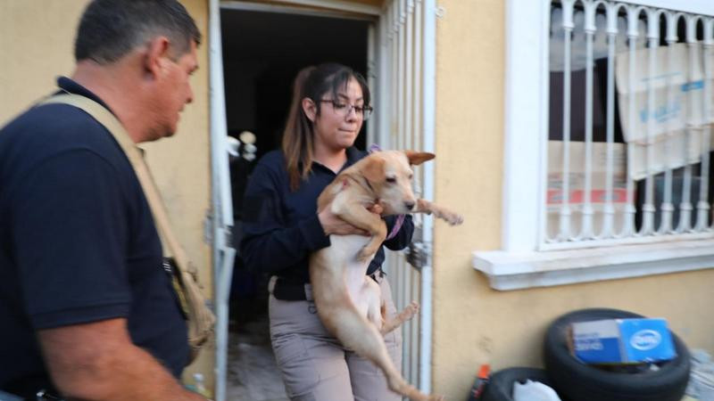 Rescatan a dos perros víctimas de abandono y maltrato en Morelia 