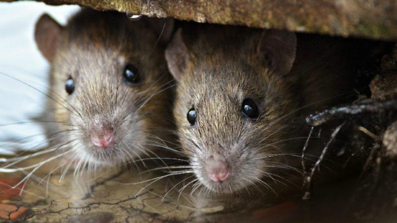 OMS descarta alarma global por hantavirus en crucero: “No es un nuevo COVID-19” 