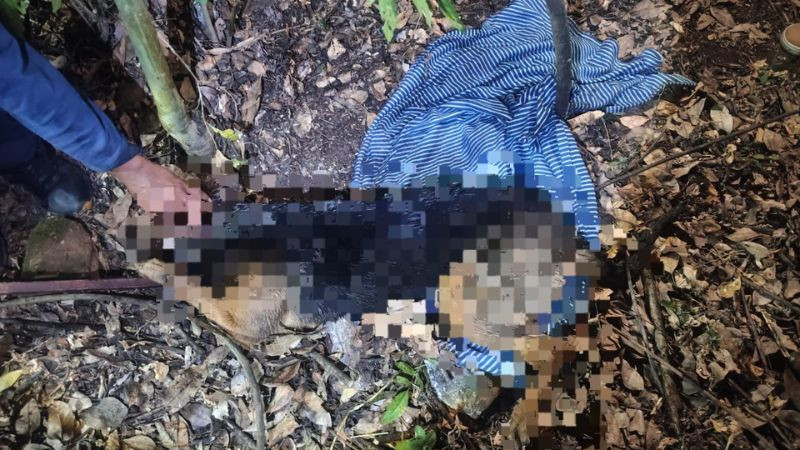 Bomberos rescatan a dos perritos con vida de una pileta en Zitácuaro; hallan otros seis sin vida