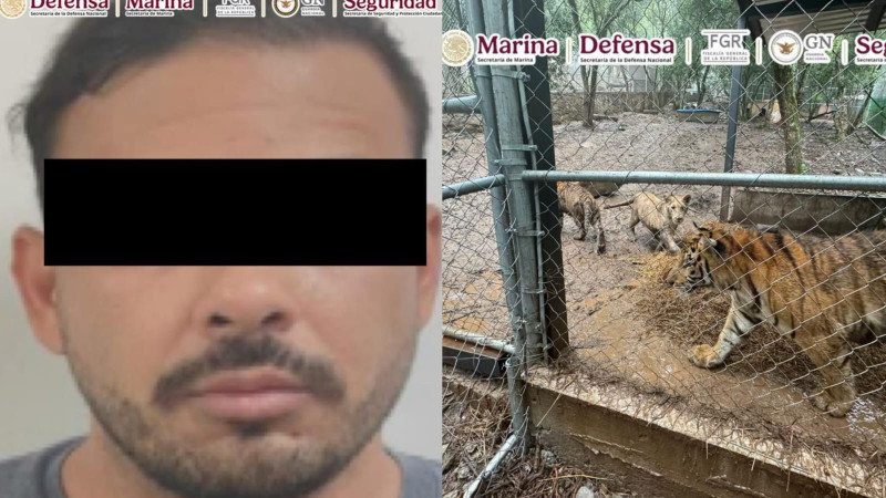 Cae presunto líder delincuencial en Nuevo León; aseguran armas, estupefacientes y hasta tigres enjaulados 