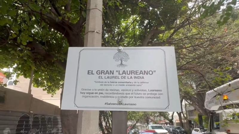 Laura Ballesteros denuncia intervención en árbol patrimonial en la Alcaldía Benito Juárez y acusa daño a declaratoria de protección 