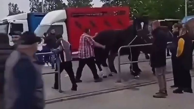 Hombre es atacado por un caballo tras presunto maltrato en Polonia; enfrenta cargos por crueldad animal 
