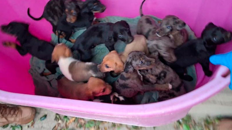 Tras cateos en Marcos Castellanos, Michoacán asegura FGE a 117 caninos y 10 felinos víctimas de maltrato animal 