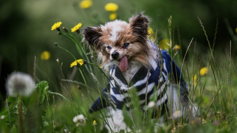 Fallece Lazare, el perro francés de 30 años que podría haber sido el más viejo del mundo 
