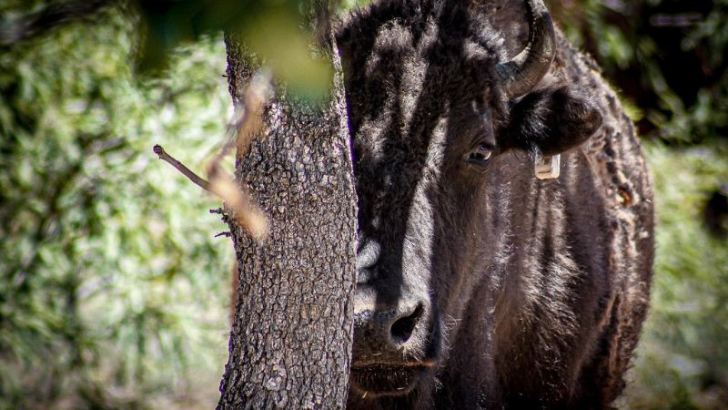 Impulsan en Sonora recuperación de pastizales para conservación del bisonte 