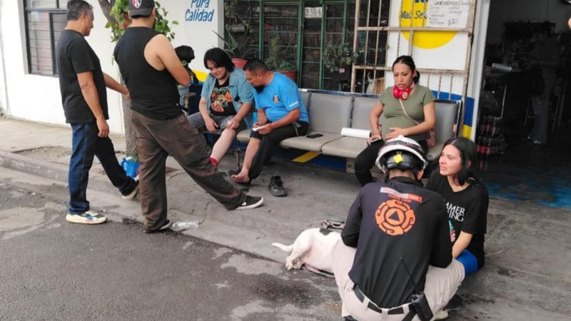 Ataque de abejas deja ocho personas y tres perros lesionados en Monterrey 