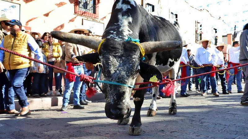 Exhortan a municipios a evitar maltrato animal en festividades 