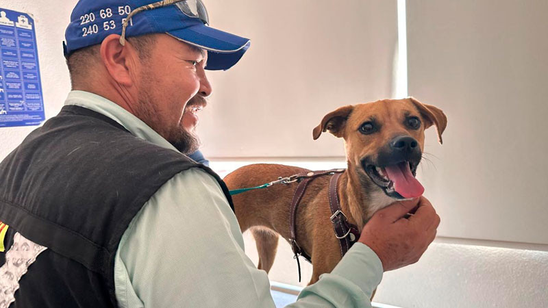 Exhortan a municipios a crear la Unidad de Control, Protección y Bienestar Animal  