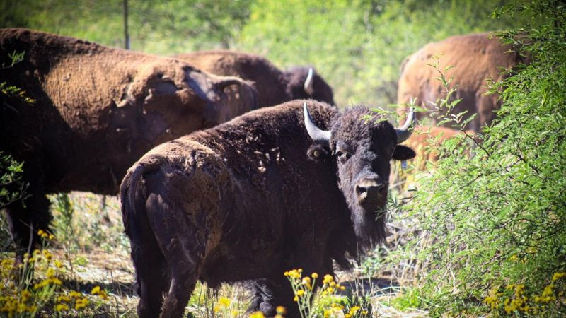 Supervisan en Sonora avances en la reintroducción del bisonte americano tras más de dos siglos de ausencia 