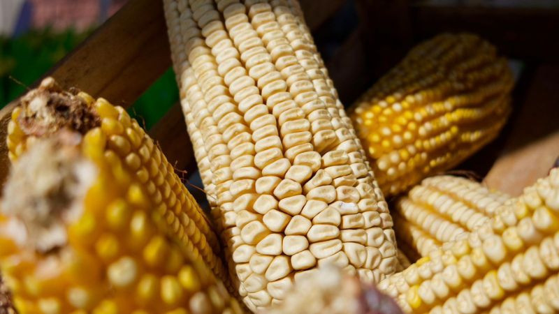 Encabeza Sheinbaum la firma de un acuerdo para regular el precio justo del maíz  