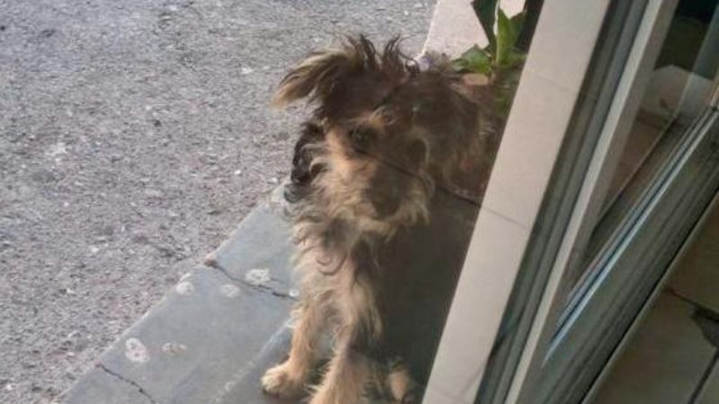 SEDEA alerta contagios de gusano barrenador en perros; caninos ocupan segundo lugar de casos en Querétaro 