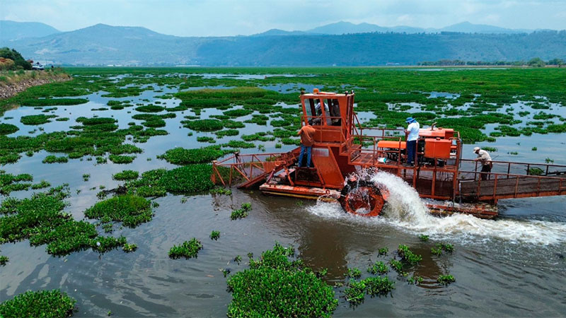 Arranca limpieza en la presa Malpaís para combatir el lirio acuático y proteger el agua: Bedolla 