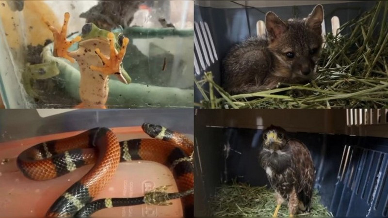Rescatan 345 animales exóticos vendidos ilegalmente en Guadalajara; había zorros, serpientes y tarántulas 