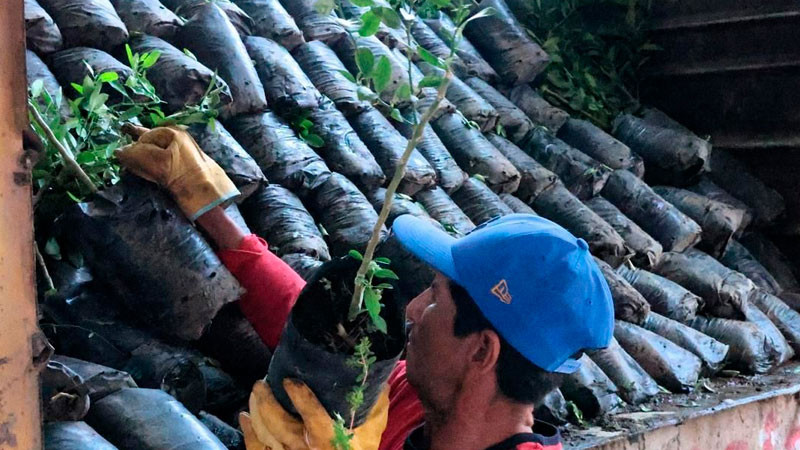 Impulso histórico al limón michoacano; avanza renovación de huertas en Tierra Caliente 