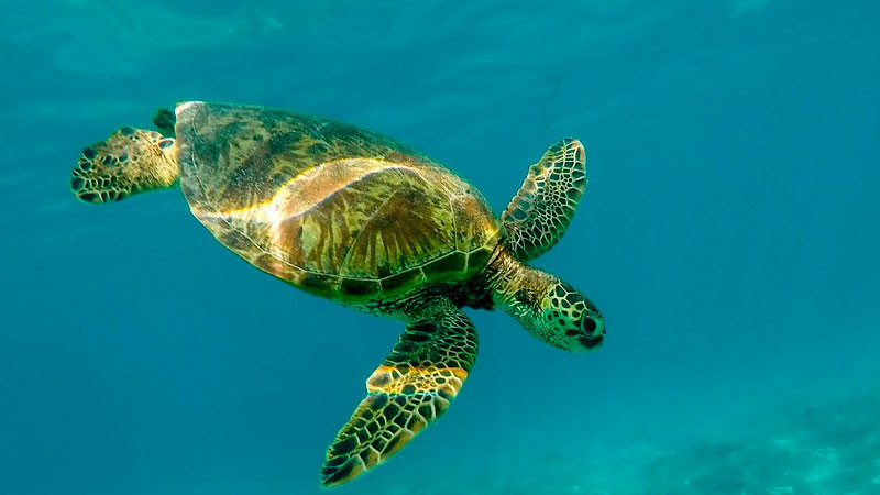 El Día Mundial de las Tortugas busca promover la conciencia sobre la conservación de estas especies marinas y su importancia para los ecosistemas 