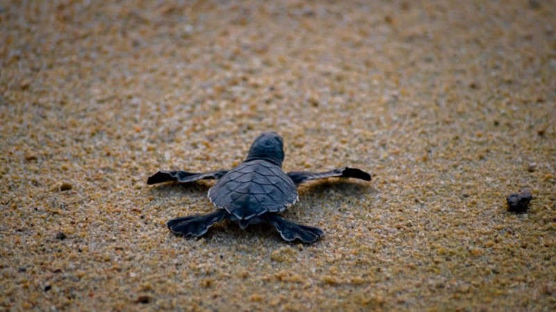 Michoacán, destino donde tres especies de tortuga marina eligen la vida 