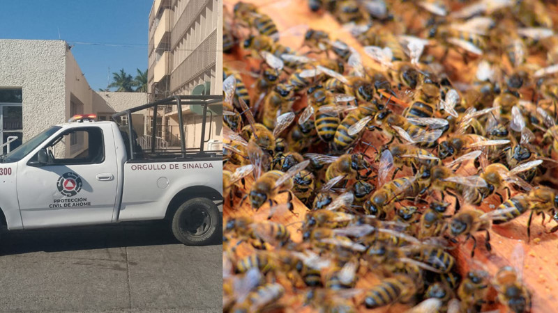 Niña es atacada por enjambre de abejas en playa de Sinaloa; se salva al refugiarse bajo el agua 