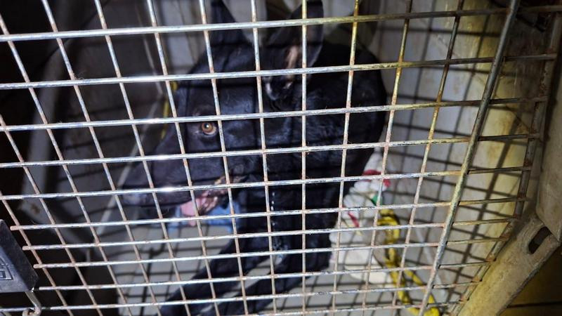En Apatzingán, Michoacán, rescatan a cinco ejemplares caninos víctimas de maltrato y abandono 