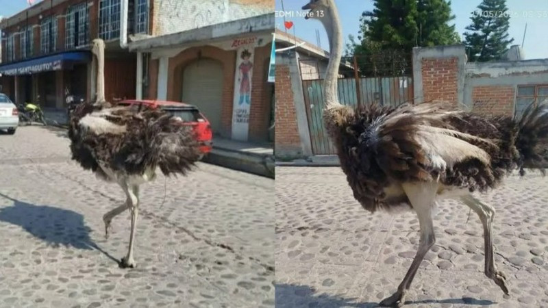 ¡México otra vez supera a la IA! Avestruz persigue camión en Tepotzotlán y desata sorpresa en redes sociales 