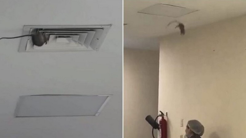 Captan caída de enorme rata dentro de hospital del IMSS en Sonora; salió del sistema de ventilación 
